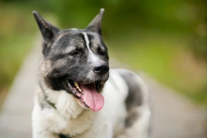 Ares 408/2025 Moim, male 5yo Mixed Breed for adoption at Schronisko Sosnowiec, Sosnowiec