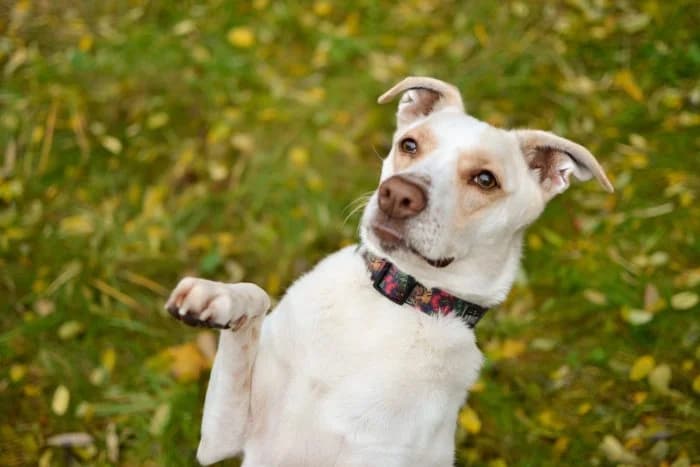 Forest 433/2025 Moim, male 7yo Mixed Breed for adoption at Schronisko Sosnowiec, Sosnowiec