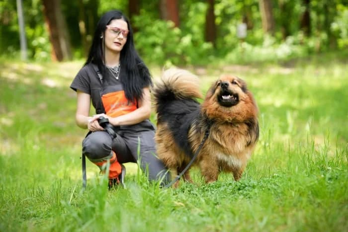 Caryc 463/2025 Moim, male 6yo Mixed Breed for adoption at Schronisko Sosnowiec, Sosnowiec