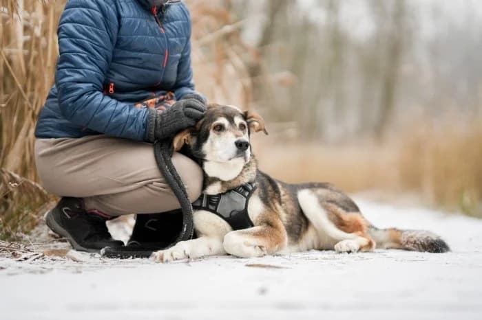 Bajka 513/2025 Moim, female senior Mixed Breed for adoption at Schronisko Sosnowiec, Sosnowiec