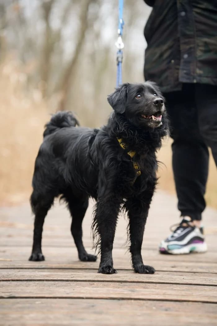 Draco 521/2025 Moimi, male 3yo Mixed Breed for adoption at Schronisko Sosnowiec, Sosnowiec