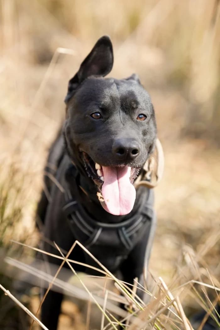 Ozzy Vel Kibic, male 3yo Mixed Breed for adoption at Schronisko Sosnowiec, Sosnowiec