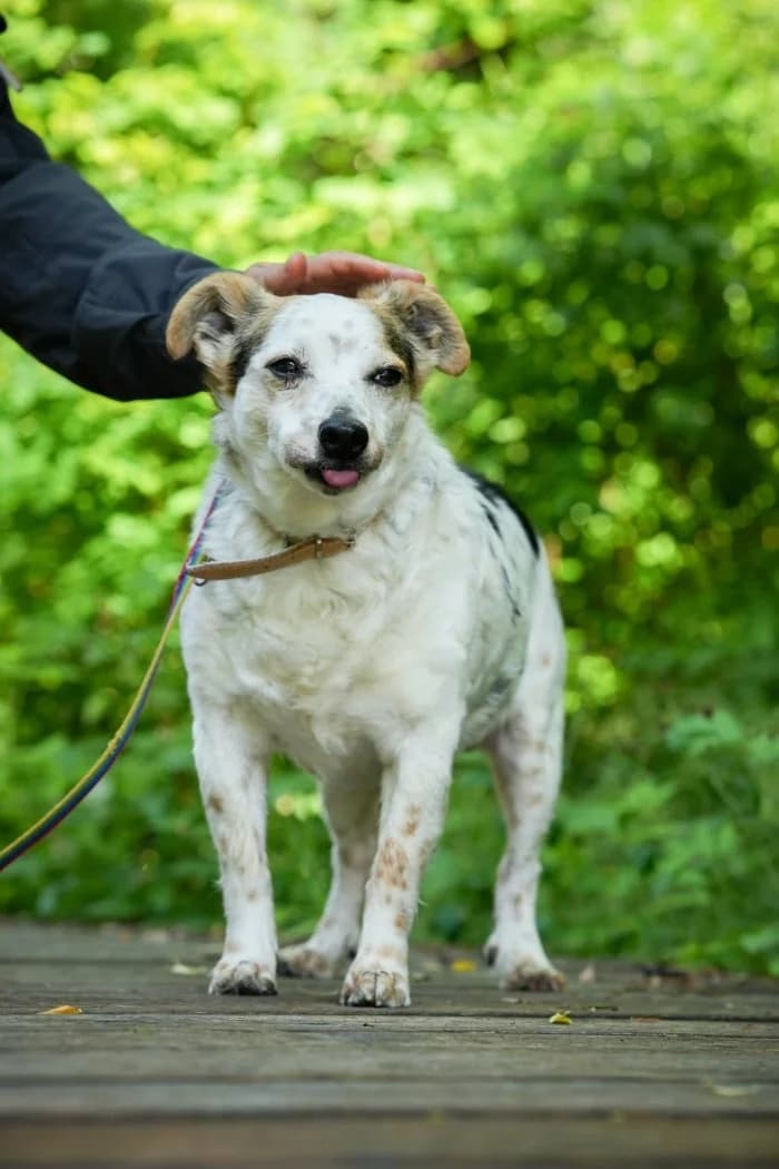 Kropek 39/2026 Moim, male senior Mixed Breed for adoption at Schronisko Sosnowiec, Sosnowiec