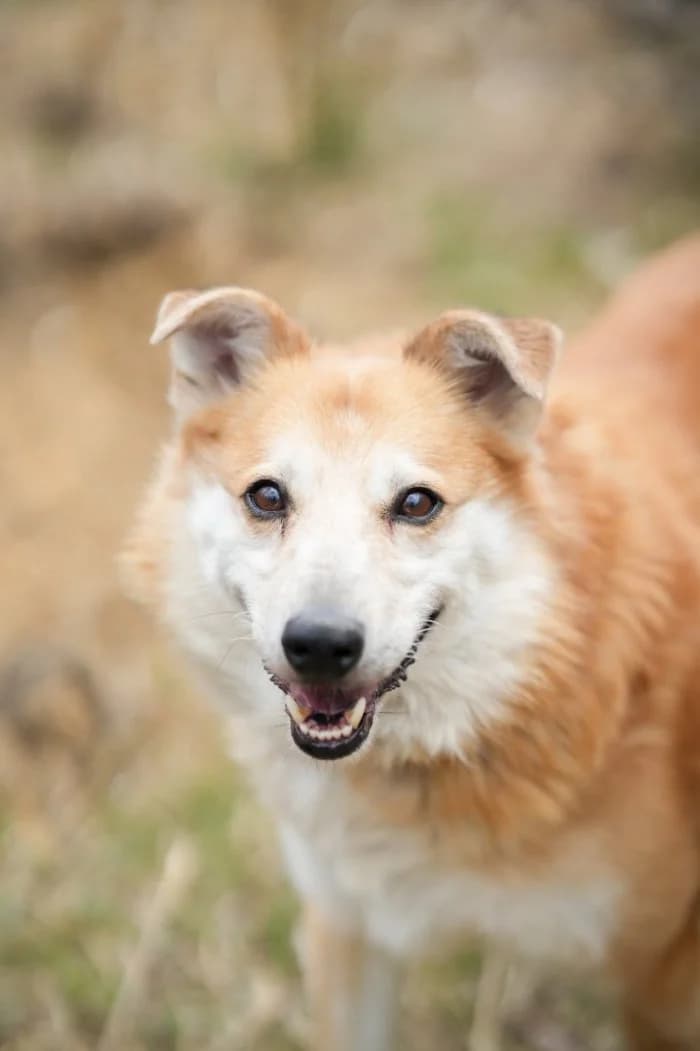 Leczo 125/2026 Moimi, male 4yo Mixed Breed for adoption at Schronisko Sosnowiec, Sosnowiec