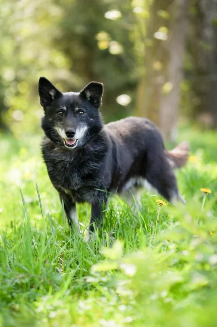 Major 144/2026 Moim, male 6yo Mixed Breed for adoption at Schronisko Sosnowiec, Sosnowiec