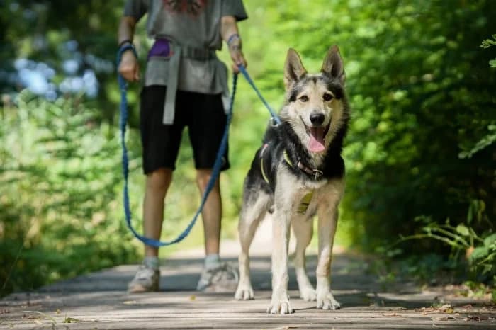 Moris 252/2026 Moim, male senior Mixed Breed for adoption at Schronisko Sosnowiec, Sosnowiec