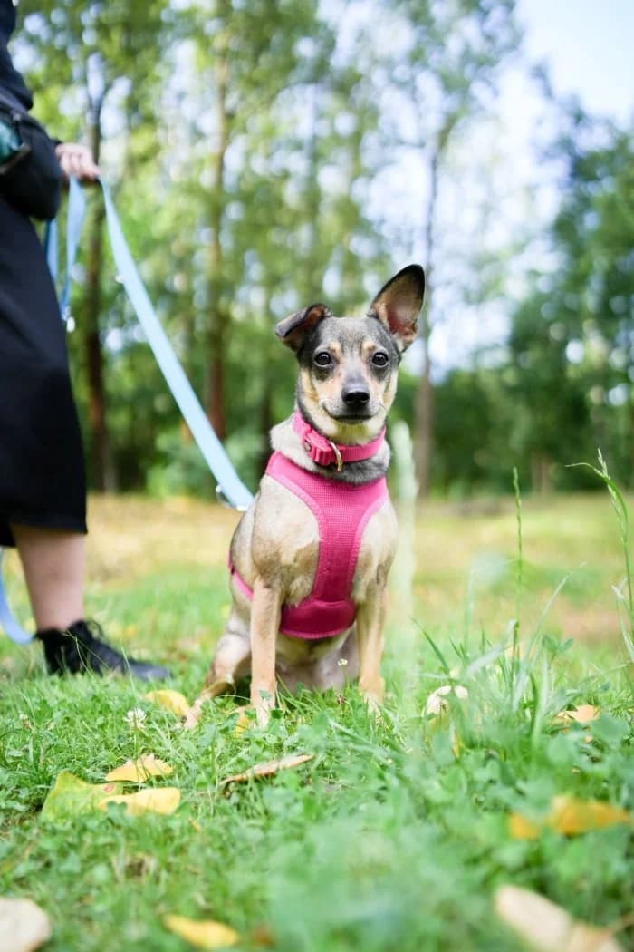 Mrówka 285/2026 Moimi, female 3yo Mixed Breed for adoption at Schronisko Sosnowiec, Sosnowiec