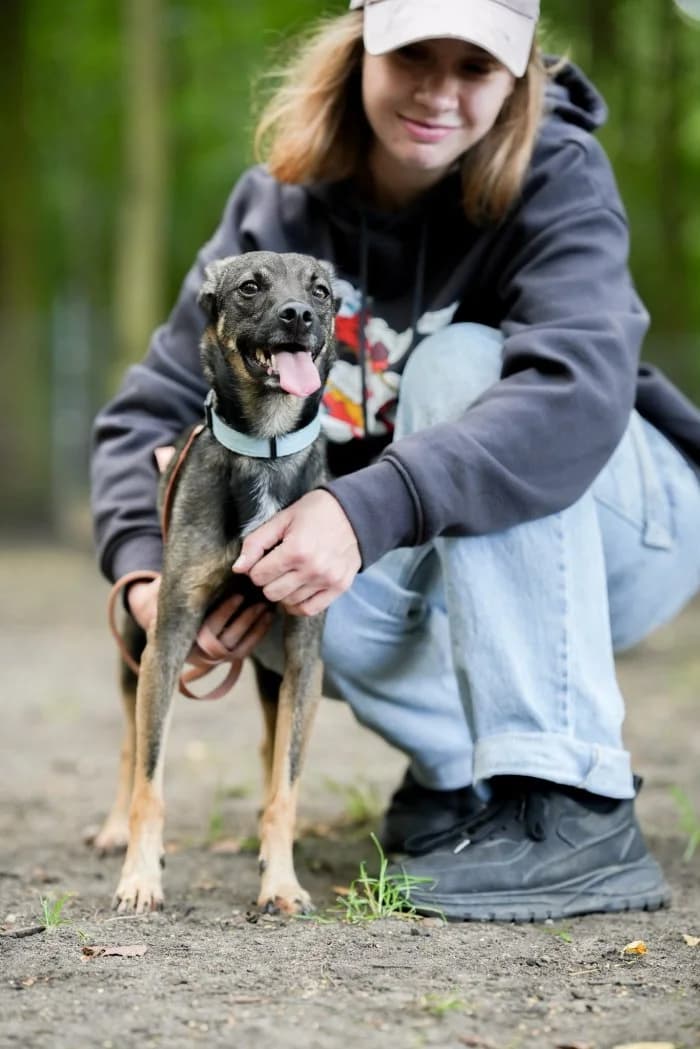 Kulka 298/2026 Moim, female 3yo Mixed Breed for adoption at Schronisko Sosnowiec, Sosnowiec