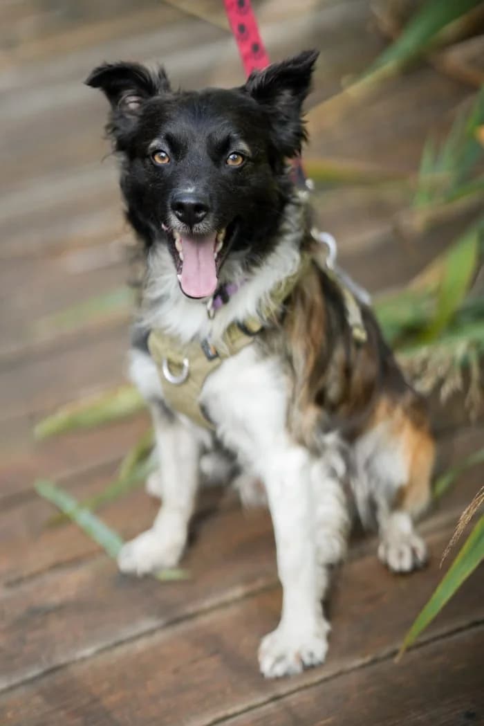 Kajmak 305/2026 Moim, male 3yo Mixed Breed for adoption at Schronisko Sosnowiec, Sosnowiec
