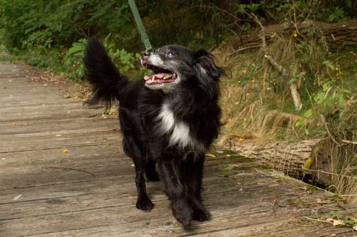 Tofik 307/2026 Szukam, male senior Mixed Breed for adoption at Schronisko Sosnowiec, Sosnowiec
