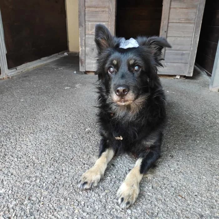 Wiktor 306/2026 Szukam, male senior Mixed Breed for adoption at Schronisko Sosnowiec, Sosnowiec