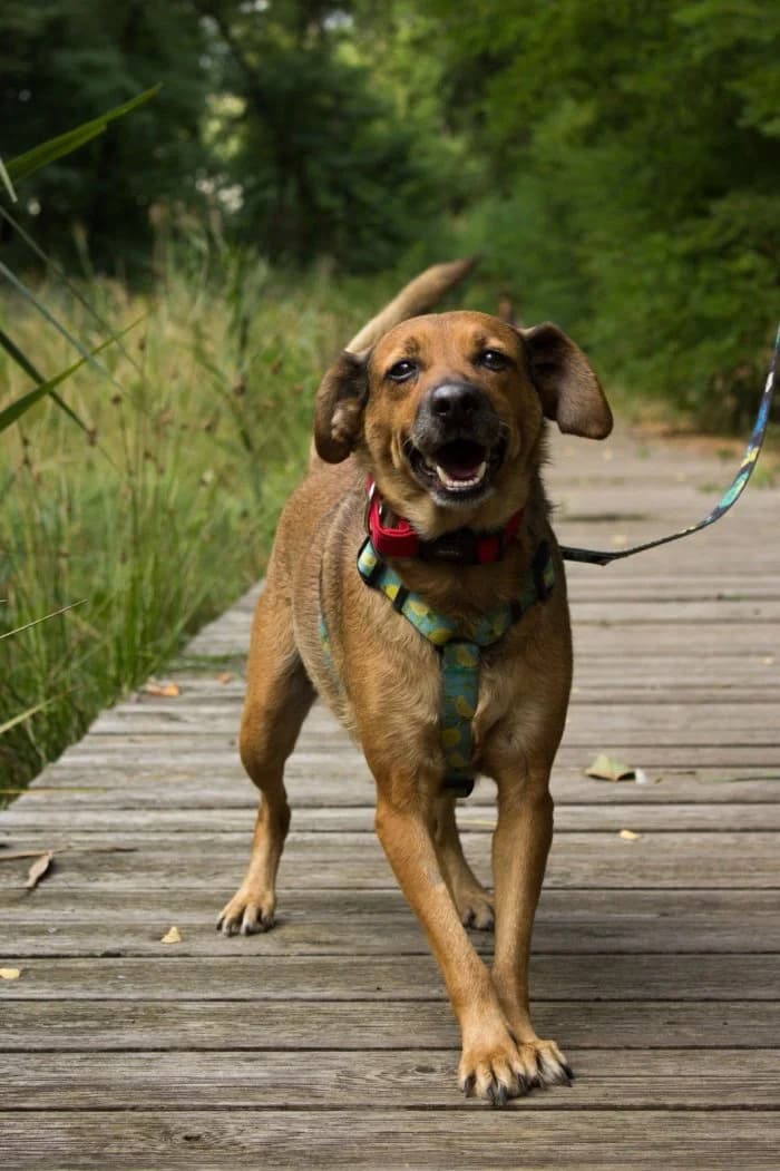 Toffi 318/2026 Szukam, female 7yo Mixed Breed for adoption at Schronisko Sosnowiec, Sosnowiec