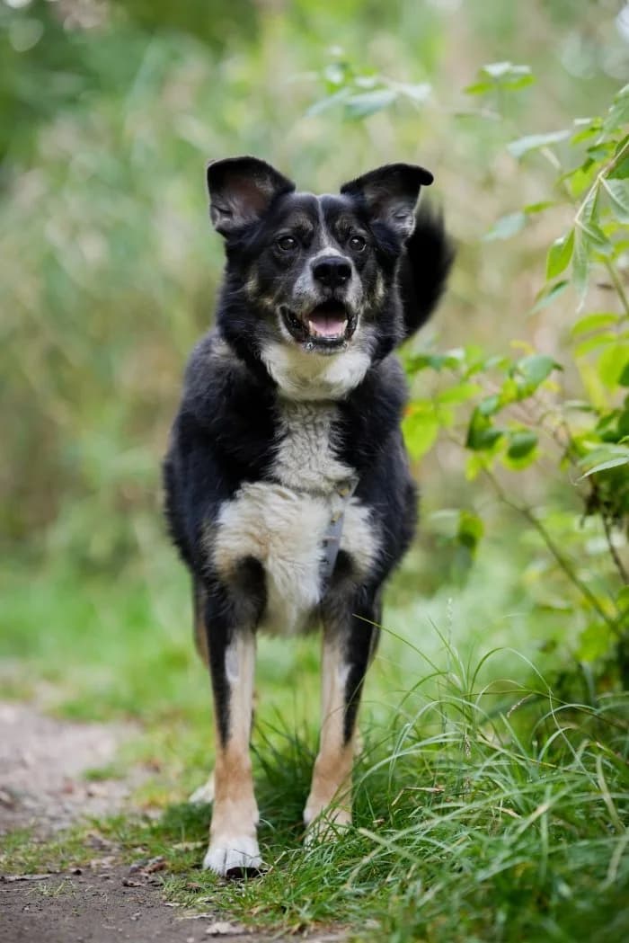 Oreo 319/2026 Szukam, male 7yo Mixed Breed for adoption at Schronisko Sosnowiec, Sosnowiec