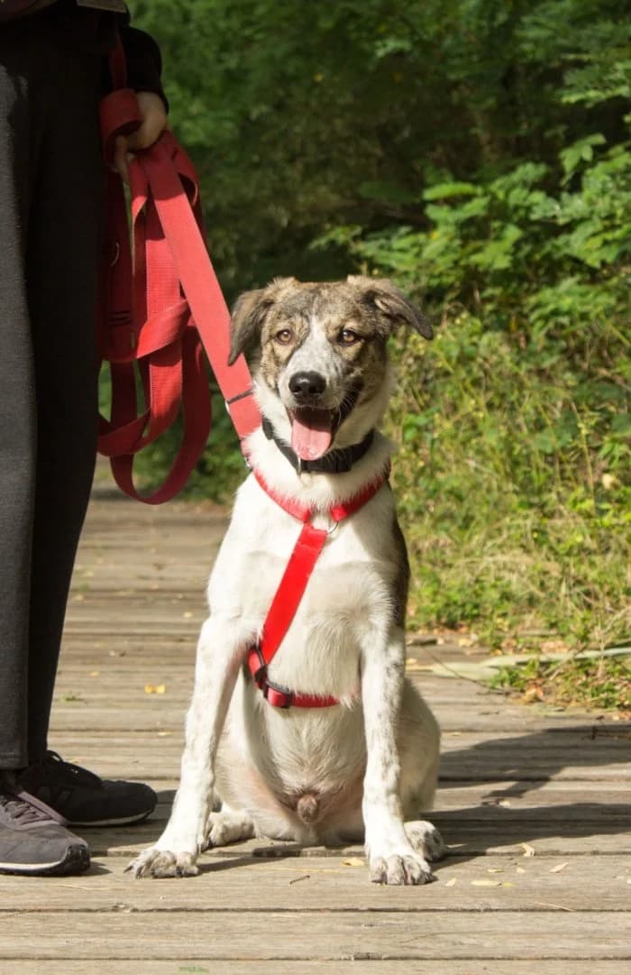 Moro 320/2026 Szukam, male puppy Mixed Breed for adoption at Schronisko Sosnowiec, Sosnowiec