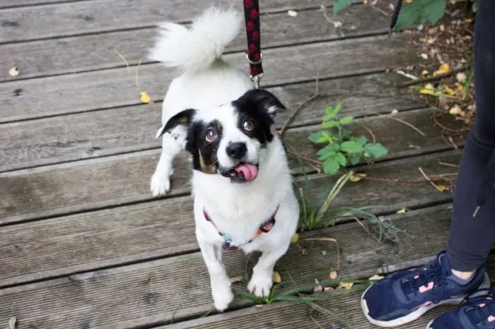 Ozi 326/2026 Moim, male 4yo Mixed Breed for adoption at Schronisko Sosnowiec, Sosnowiec
