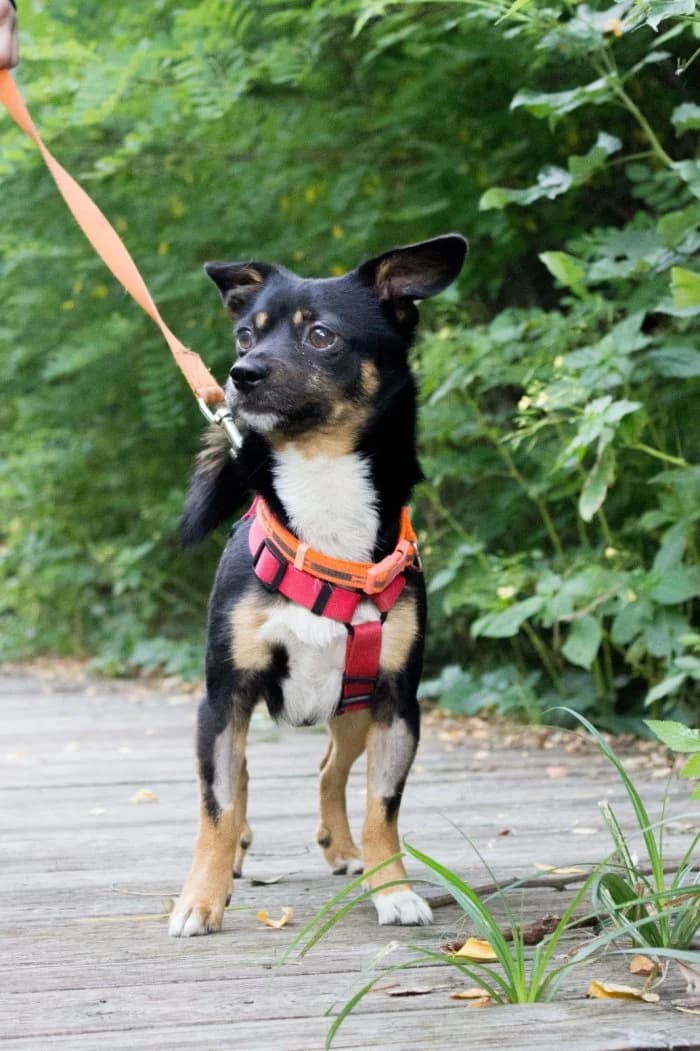 Aluś 327/2026 Szukam, male 4yo Mixed Breed for adoption at Schronisko Sosnowiec, Sosnowiec