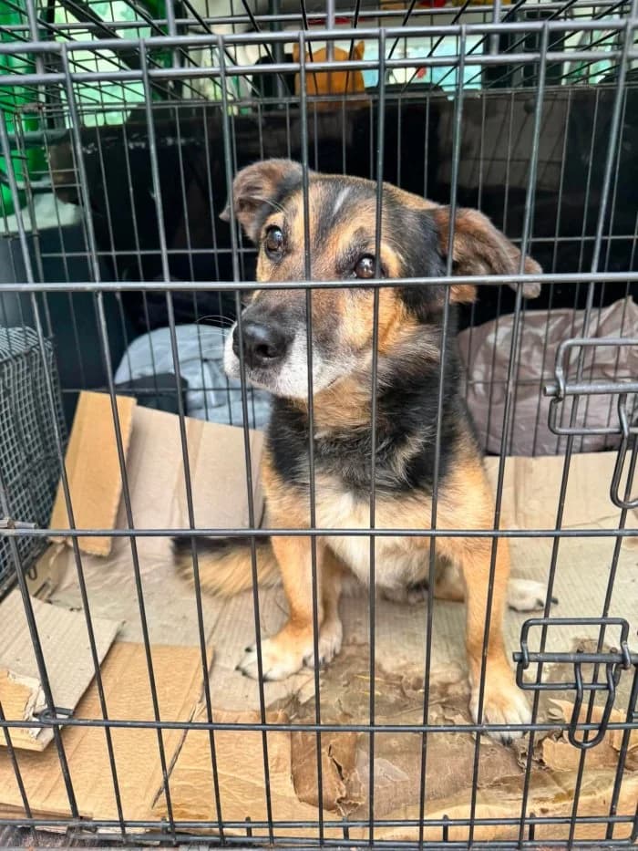 Samiec 348/2026 Szukam, male puppy Mixed Breed for adoption at Schronisko Sosnowiec, Sosnowiec