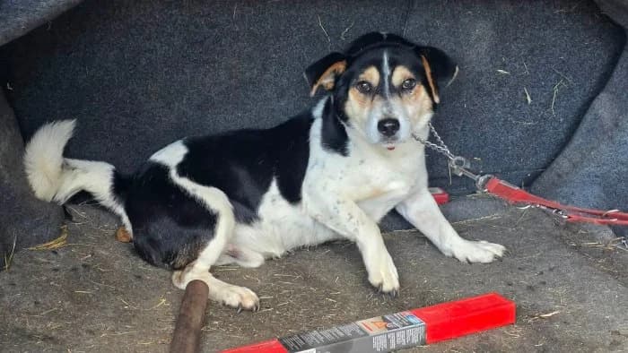 Samiec 352/2026 Moim, male 6yo Mixed Breed for adoption at Schronisko Sosnowiec, Sosnowiec