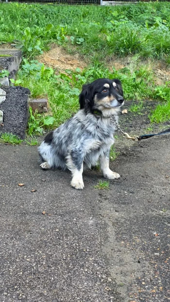 Samiec 353/2026 Moim, male 6yo Mixed Breed for adoption at Schronisko Sosnowiec, Sosnowiec