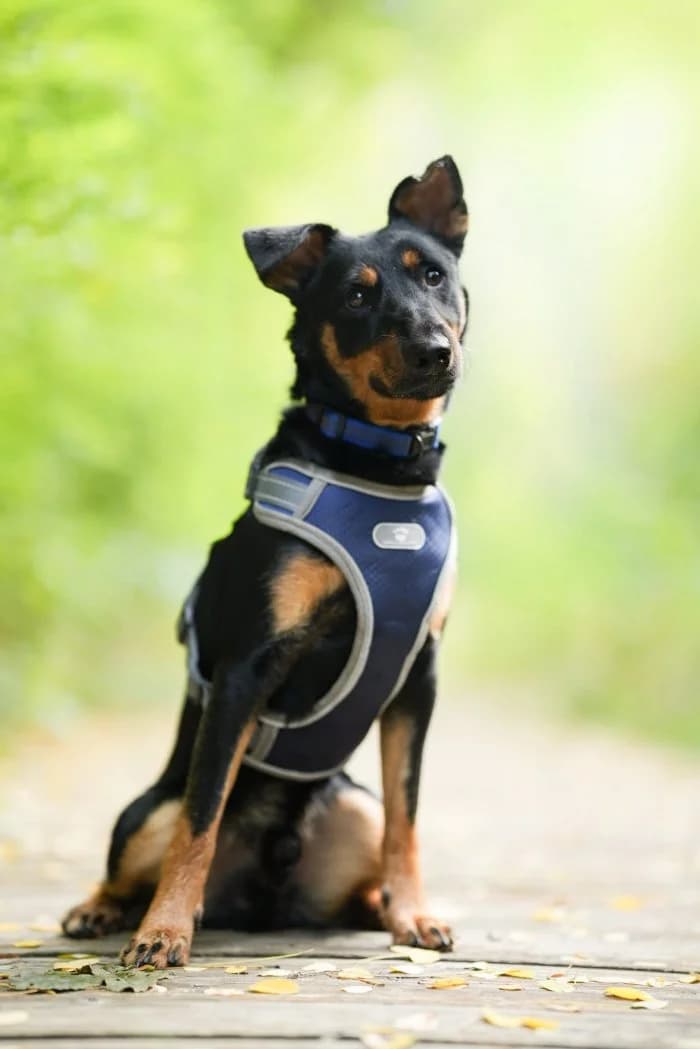 Axel 358/2026 Szukam, male young Mixed Breed for adoption at Schronisko Sosnowiec, Sosnowiec
