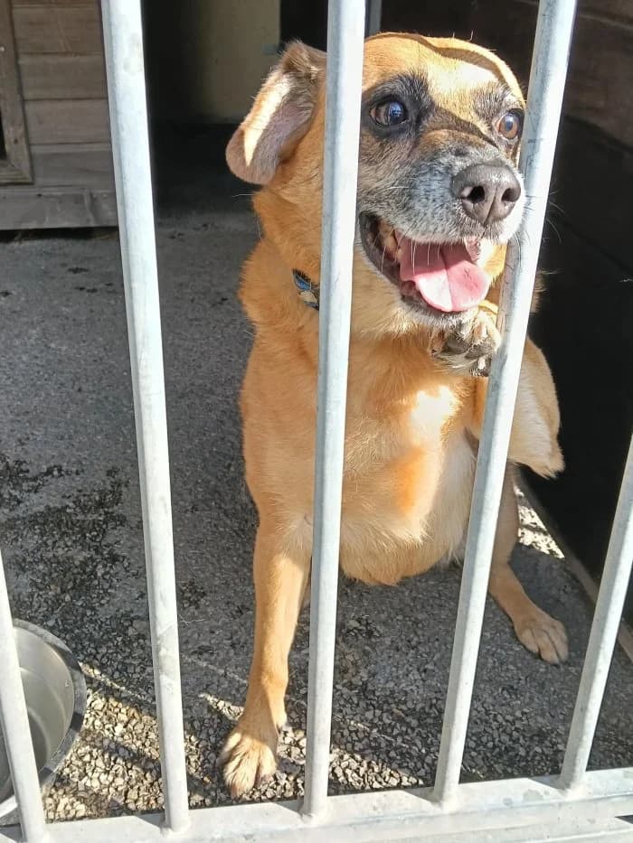 Tosia 359/2026 Szukam, female 7yo Mixed Breed for adoption at Schronisko Sosnowiec, Sosnowiec