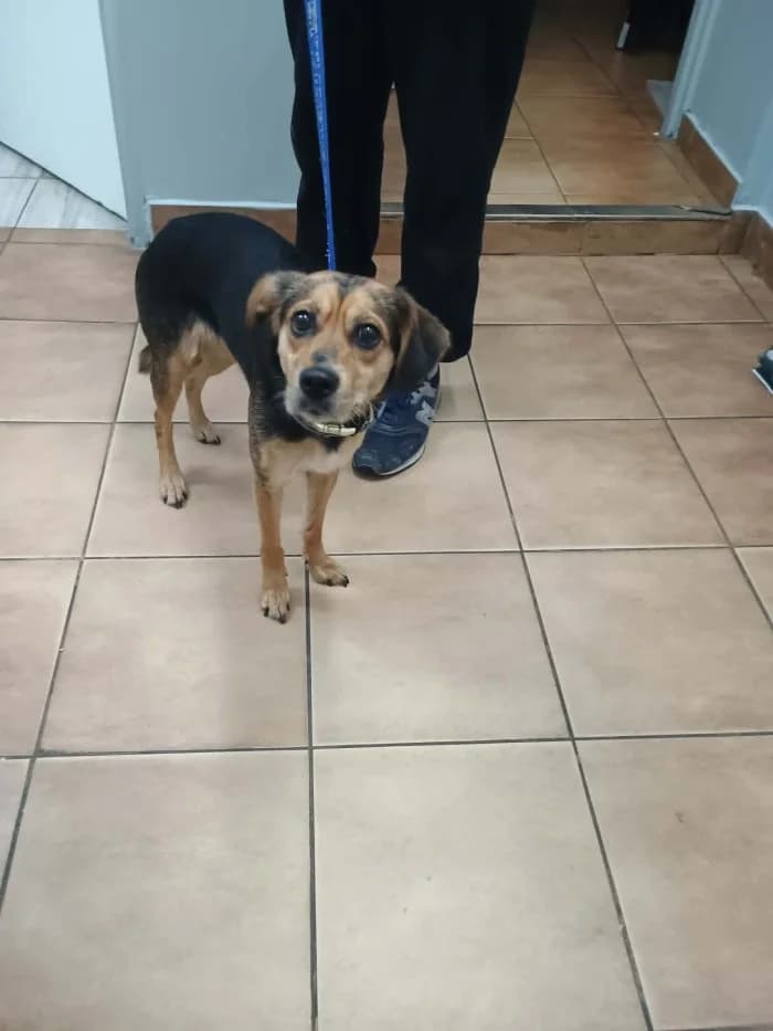 Samica 364/2026 Szukam, female 4yo Mixed Breed for adoption at Schronisko Sosnowiec, Sosnowiec