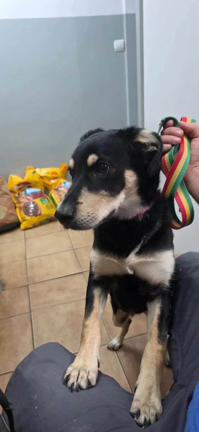 Frida 371/2026 Szukam, female puppy Mixed Breed for adoption at Schronisko Sosnowiec, Sosnowiec