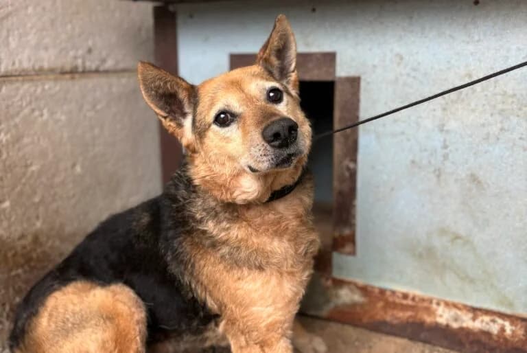 Ubi, male senior Mixed Breed for adoption at Schronisko dla Zwierząt w Suwałkach – e-schronisko.pl, Suwałki