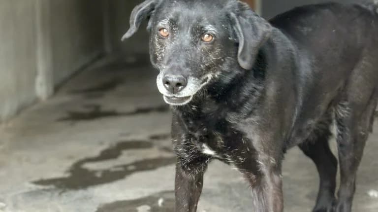 X,  Mixed Breed for adoption at Schronisko dla Zwierząt w Suwałkach – e-schronisko.pl, Suwałki