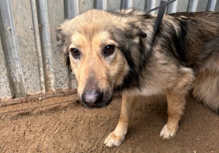 Nutka, female 6yo Mixed Breed for adoption at Schronisko dla Zwierząt w Suwałkach – e-schronisko.pl, Suwałki