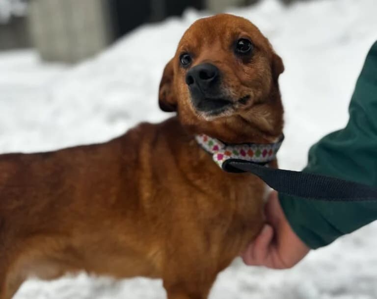 X, Mixed Breed (Schronisko dla Zwierząt w Suwałkach – e-schronisko.pl)