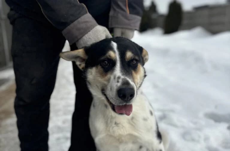 Dusia, female young Mixed Breed for adoption at Schronisko dla Zwierząt w Suwałkach – e-schronisko.pl, Suwałki