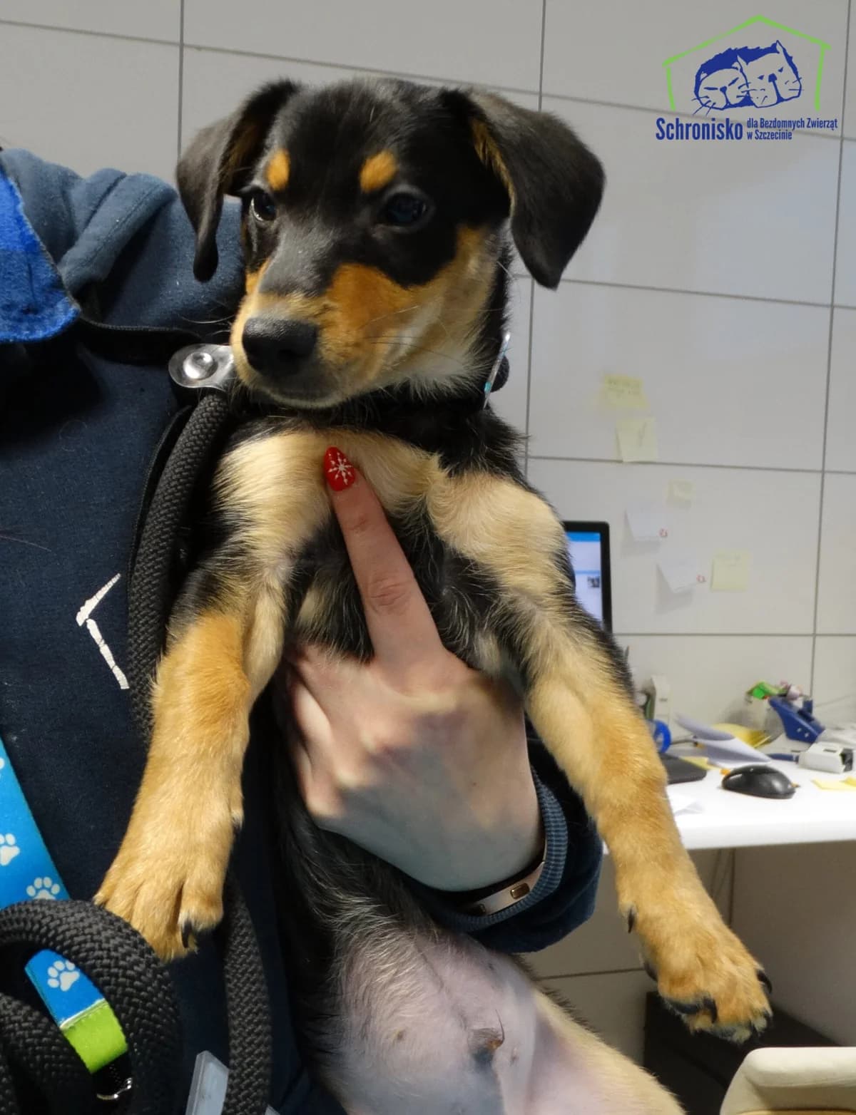 1/25, Mixed Breed (Schronisko Szczecin)