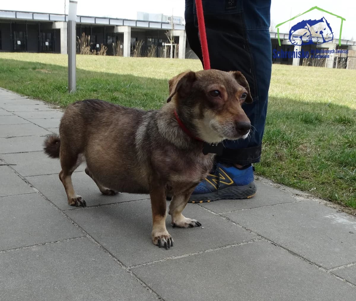 100/25, Mixed Breed (Schronisko Szczecin)