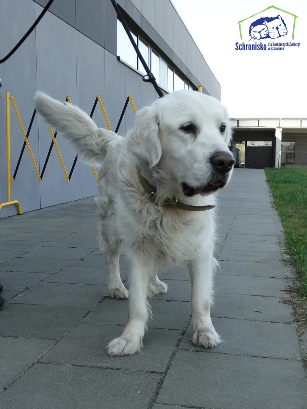 104/25, Mixed Breed (Schronisko Szczecin)