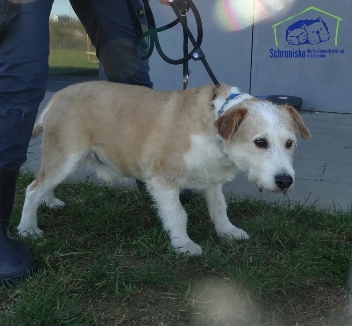 107/25, Mixed Breed (Schronisko Szczecin)