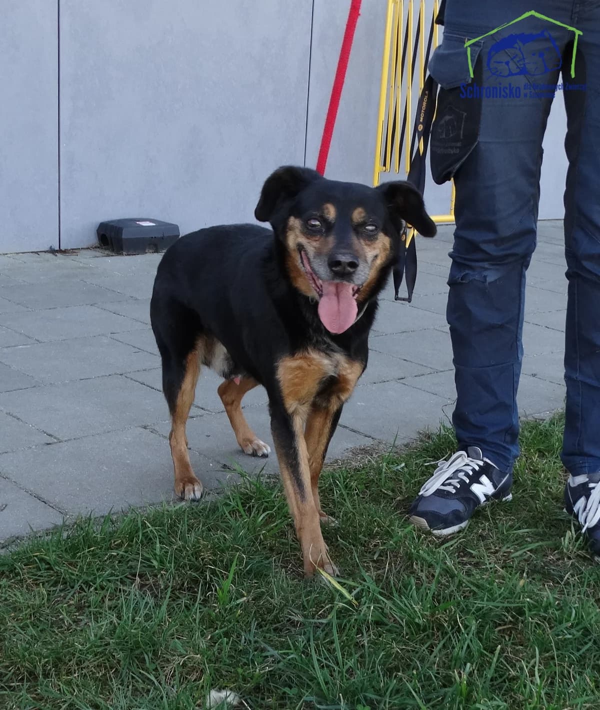 108/25, Mixed Breed (Schronisko Szczecin)