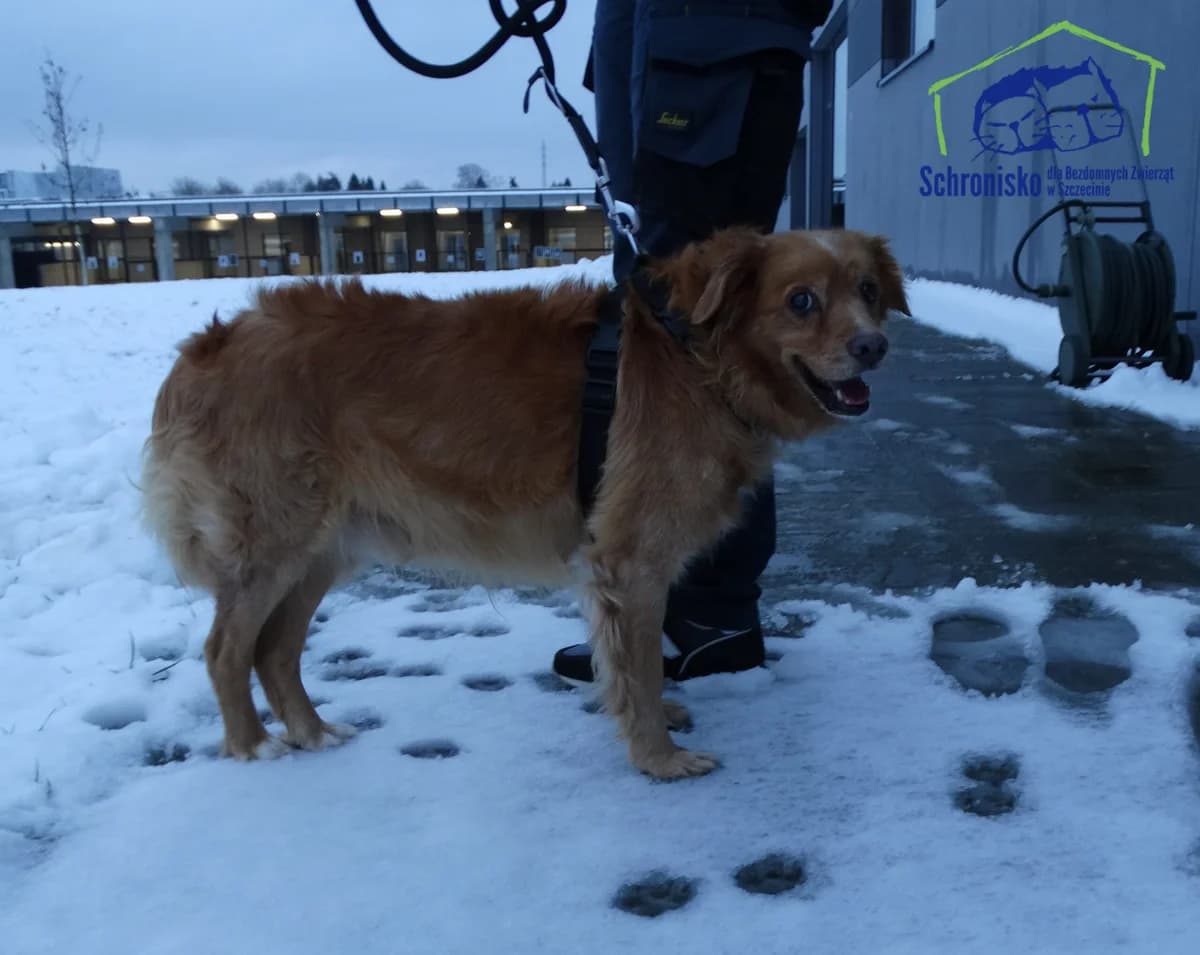 11/25, Mixed Breed (Schronisko Szczecin)