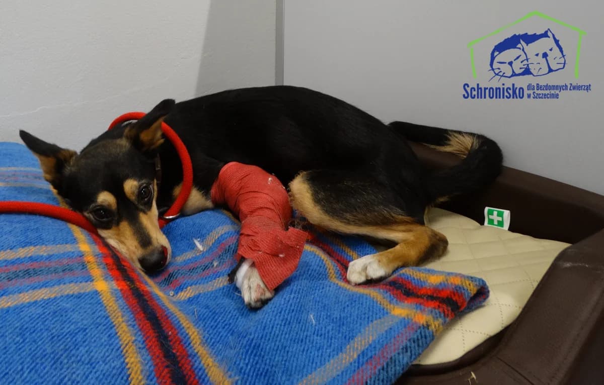 110/25, Mixed Breed (Schronisko Szczecin)