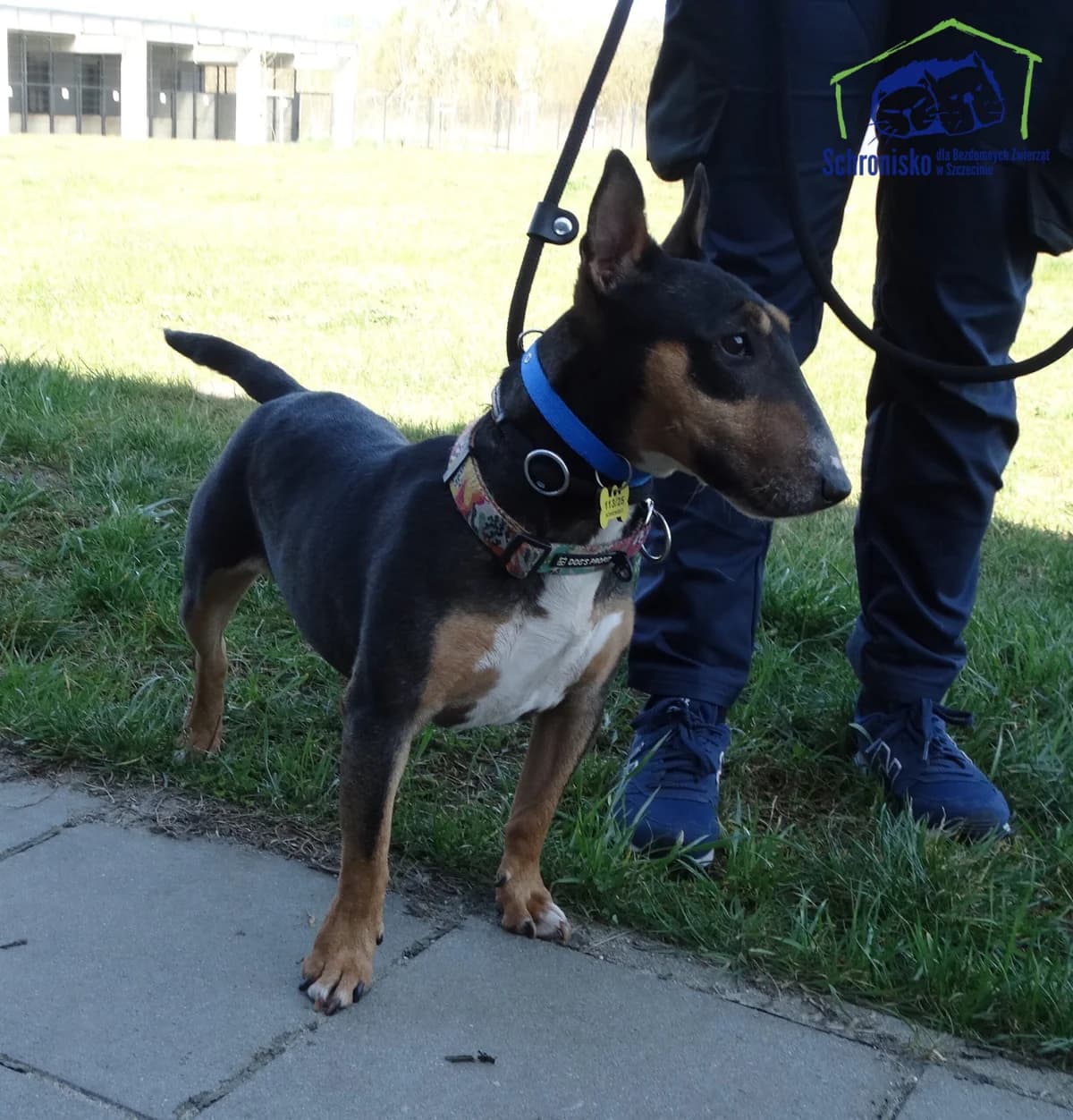 113/25, Mixed Breed (Schronisko Szczecin)