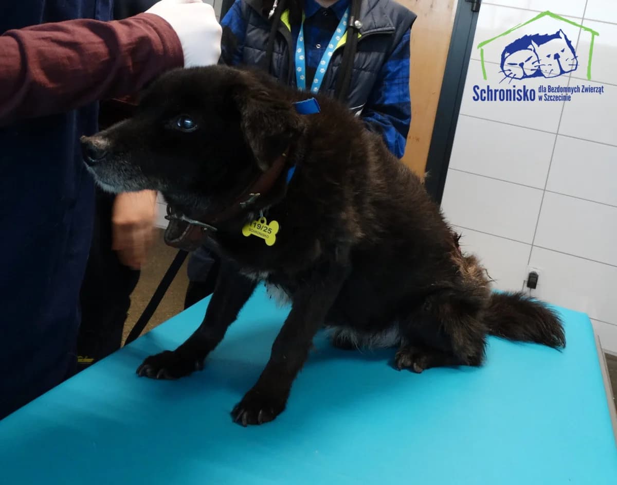 119/25, Mixed Breed (Schronisko Szczecin)