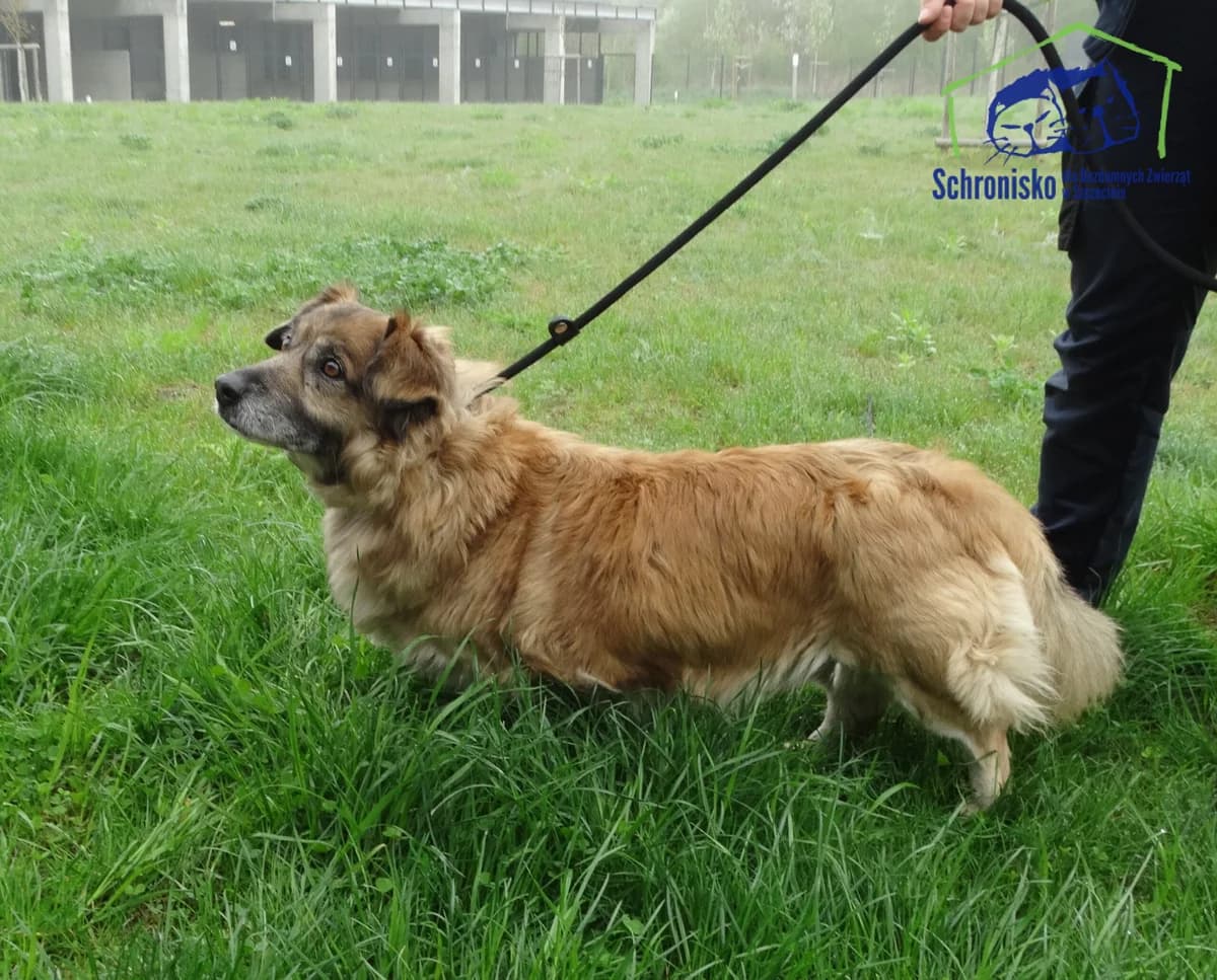 122/25, Mixed Breed (Schronisko Szczecin)