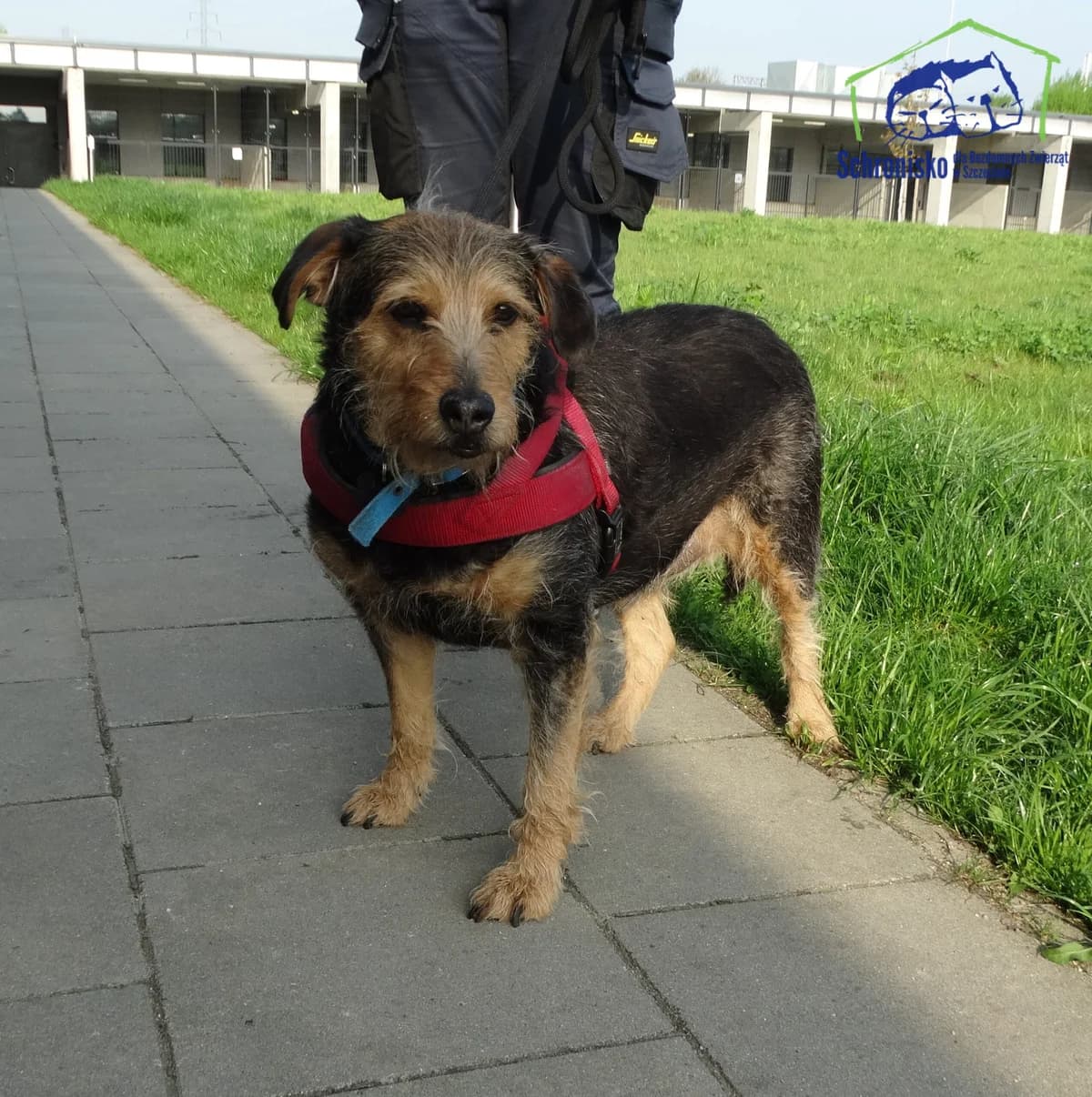 123/25, Mixed Breed (Schronisko Szczecin)