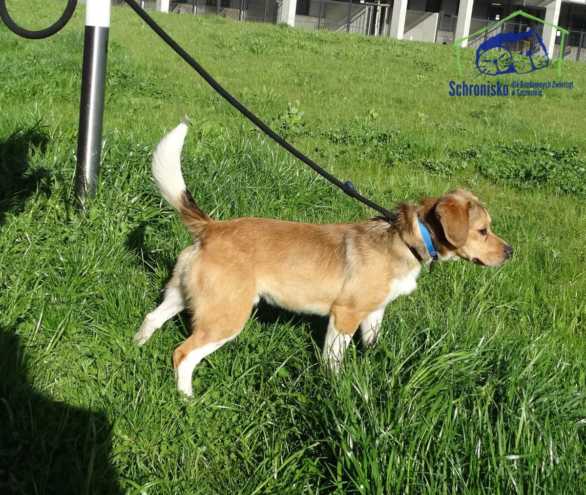 125/25, Mixed Breed (Schronisko Szczecin)