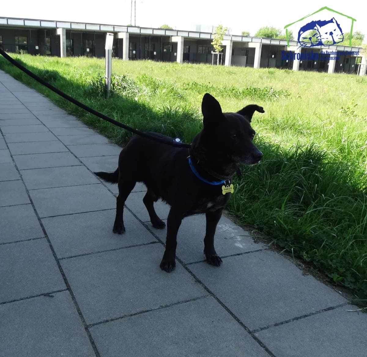 144/25, Mixed Breed (Schronisko Szczecin)