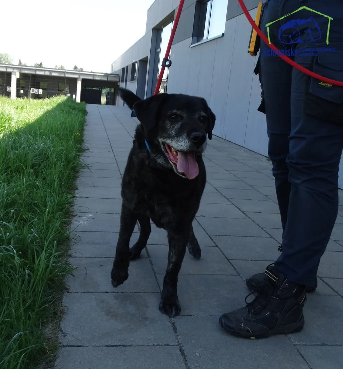 145/25, Mixed Breed (Schronisko Szczecin)