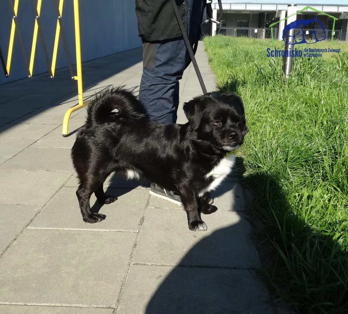 148/25, Mixed Breed (Schronisko Szczecin)