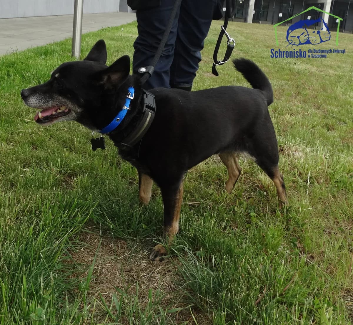 153/25, Mixed Breed (Schronisko Szczecin)