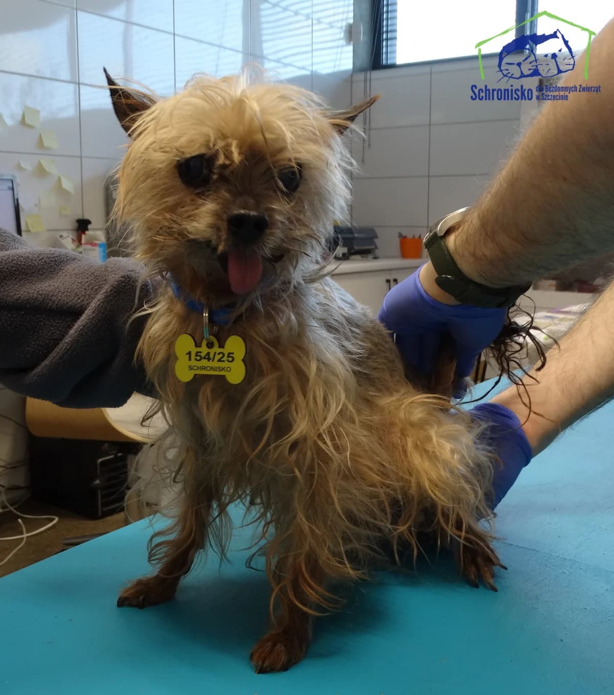 154/25, Mixed Breed (Schronisko Szczecin)