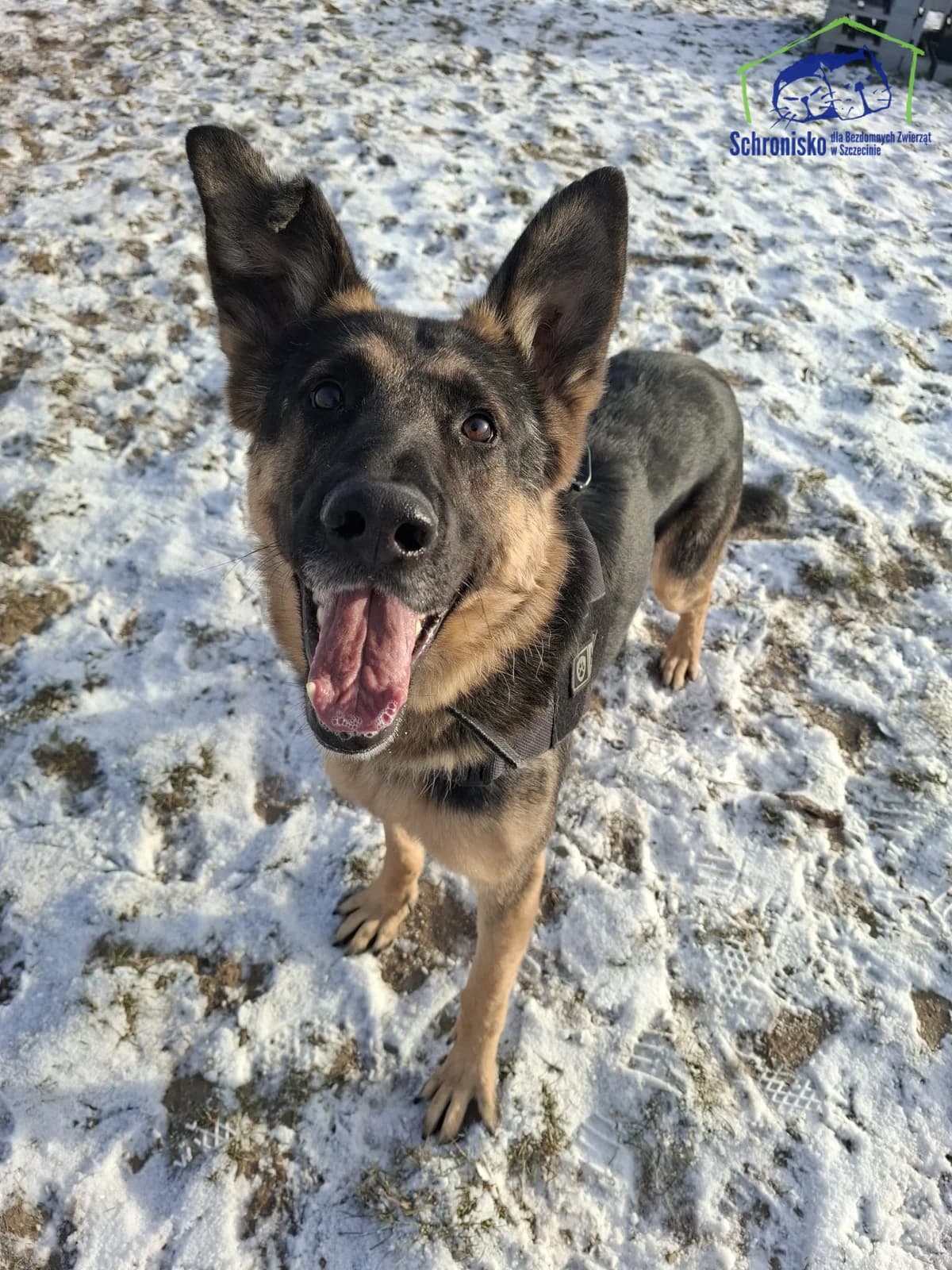 Norbi, Mixed Breed (Schronisko Szczecin)